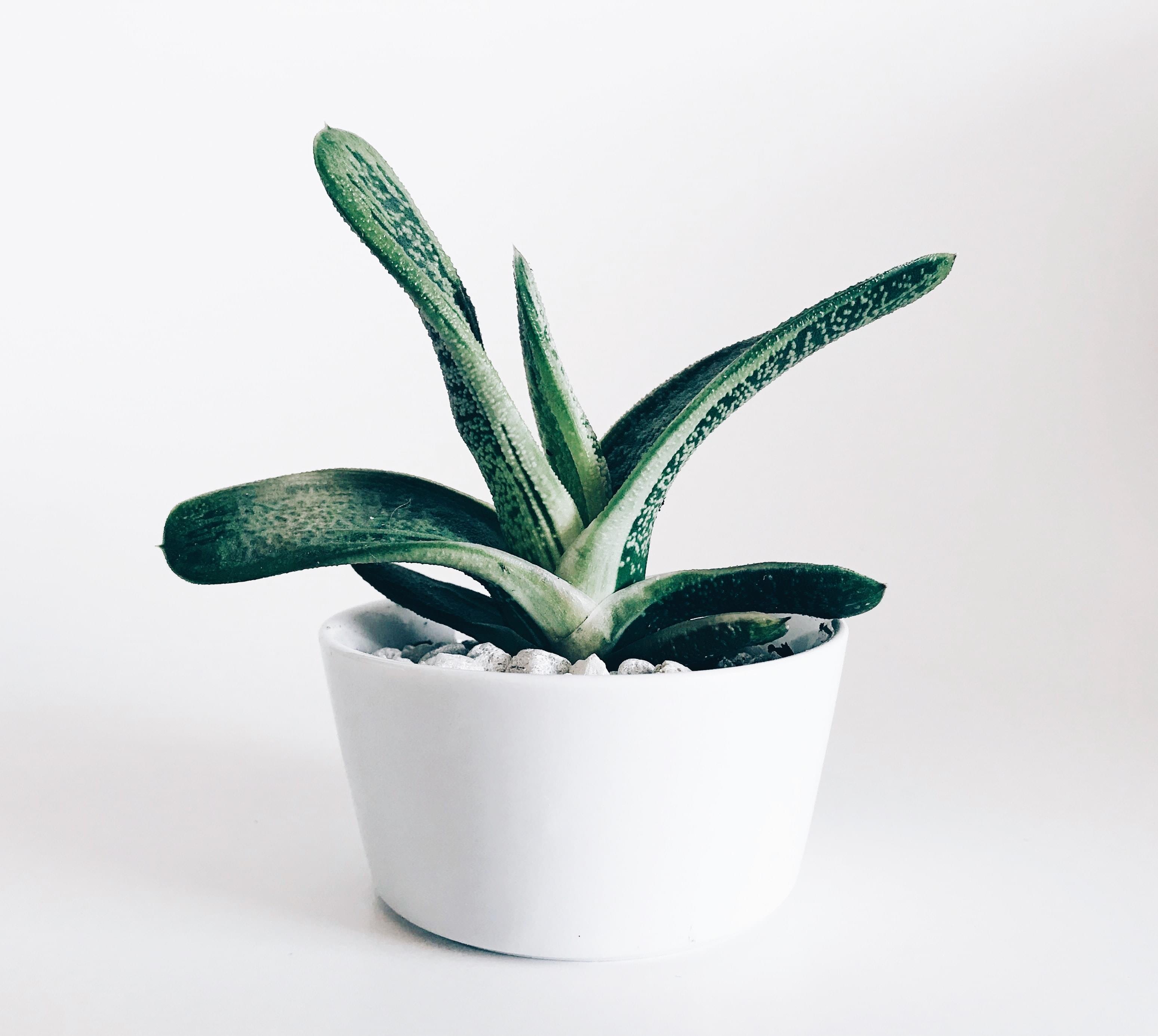 Garden Planters